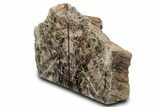 Tall Petrified Wood Bookends - Deschutes River, Oregon #382142-2